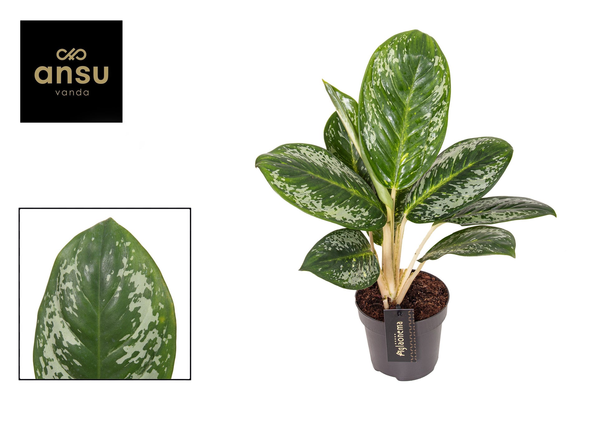 Aglaonema Venus 40cm 12cm Pot
