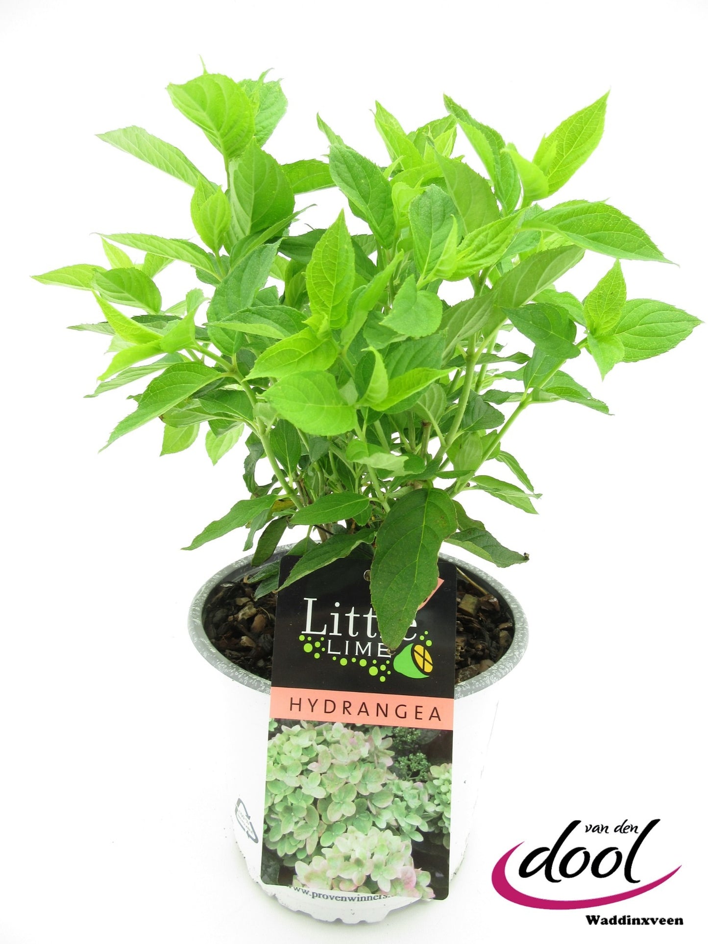Hydrangea pan. Little lime 40cm 19cm Pot