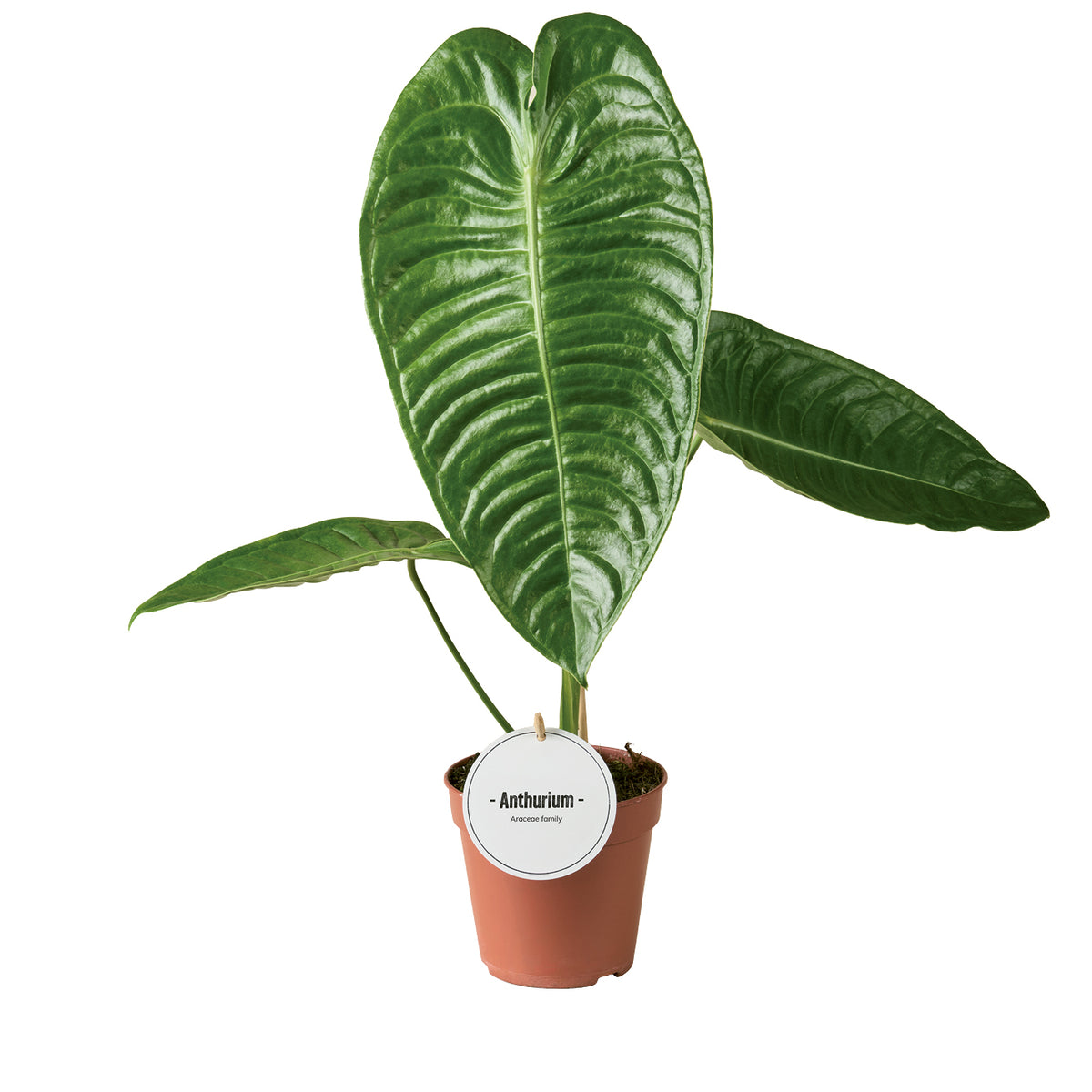 Anthurium andraeanum 45cm 12cm Pot