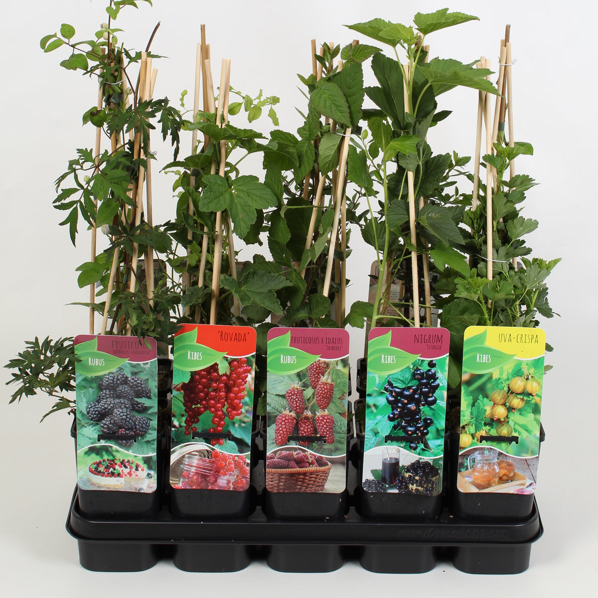 Fruit/Shrub Climber mix 60cm 14cm Pot