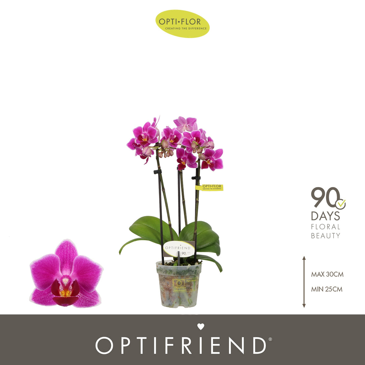Phalaenopsis mf. Fay 25cm 7cm Pot