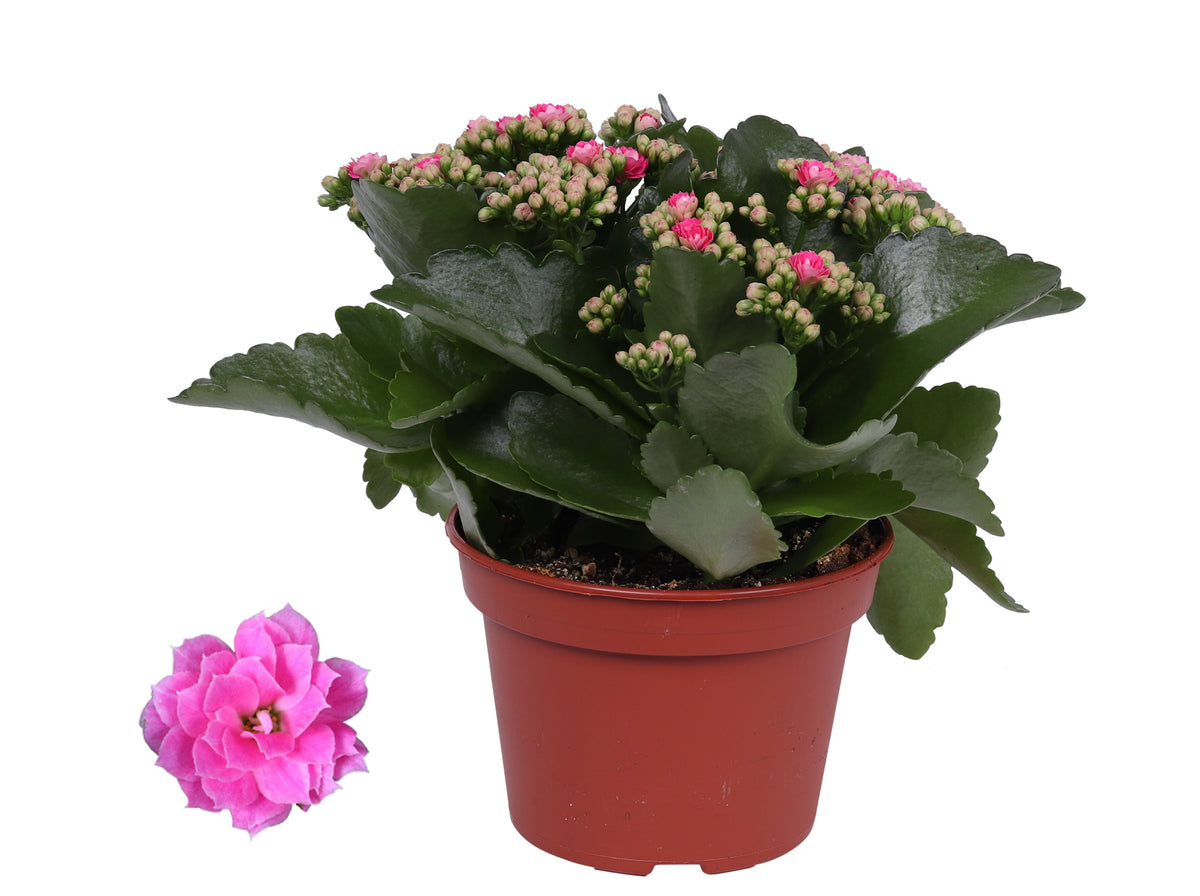 Kalanchoe Rosalina Don Nando 27cm 15cm Pot
