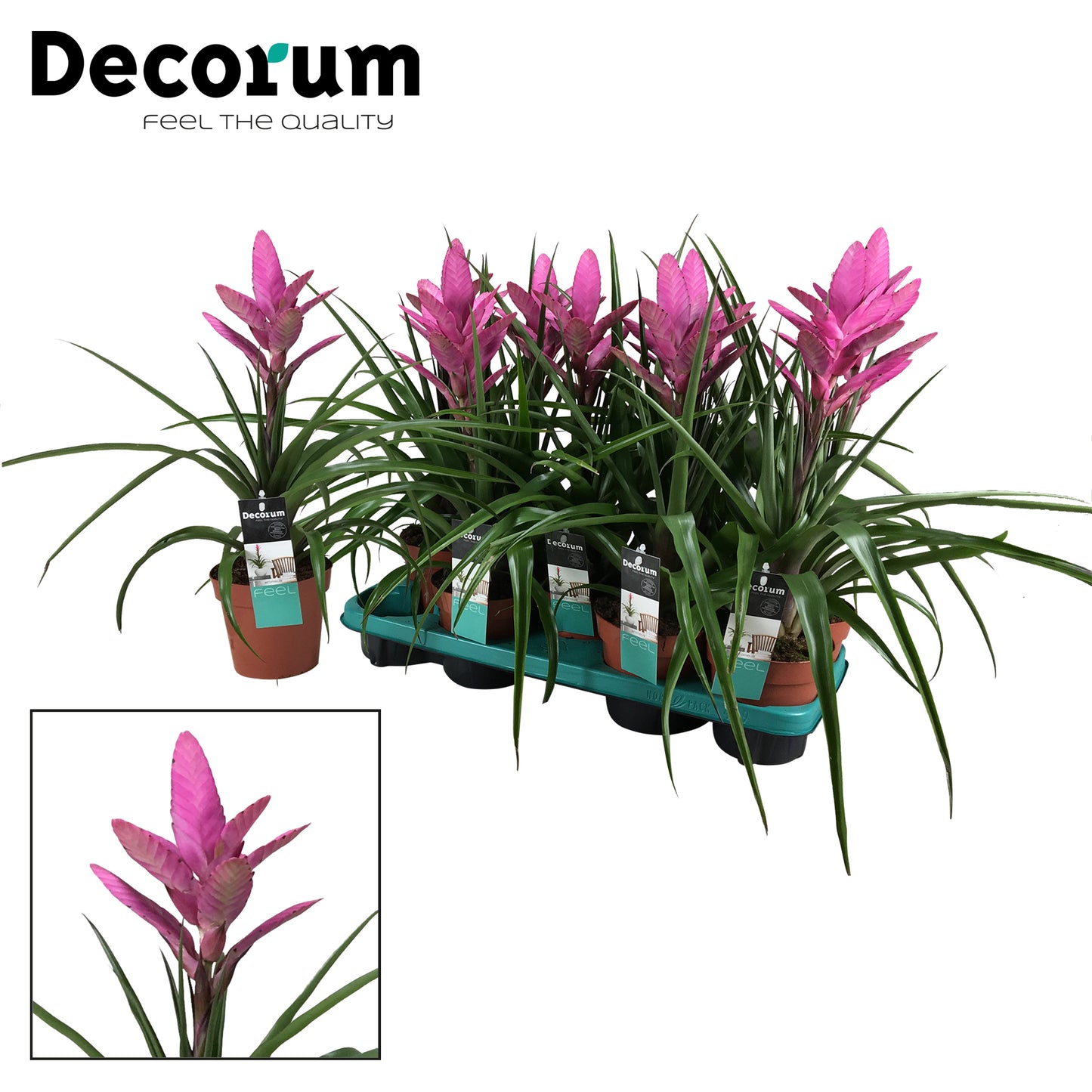 JungleStar BV Tillandsia Amira Pack of 9