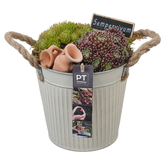 arr. Sempervivum 22cm 16cm Pot