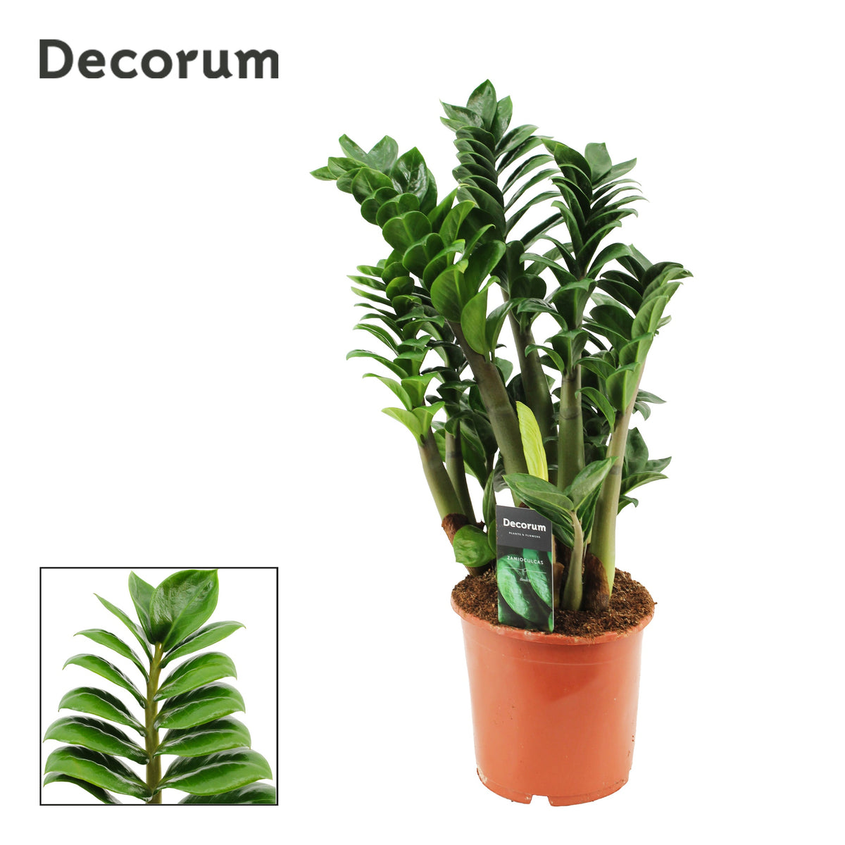 Zamioculcas Zenzi 55cm 17cm Pot