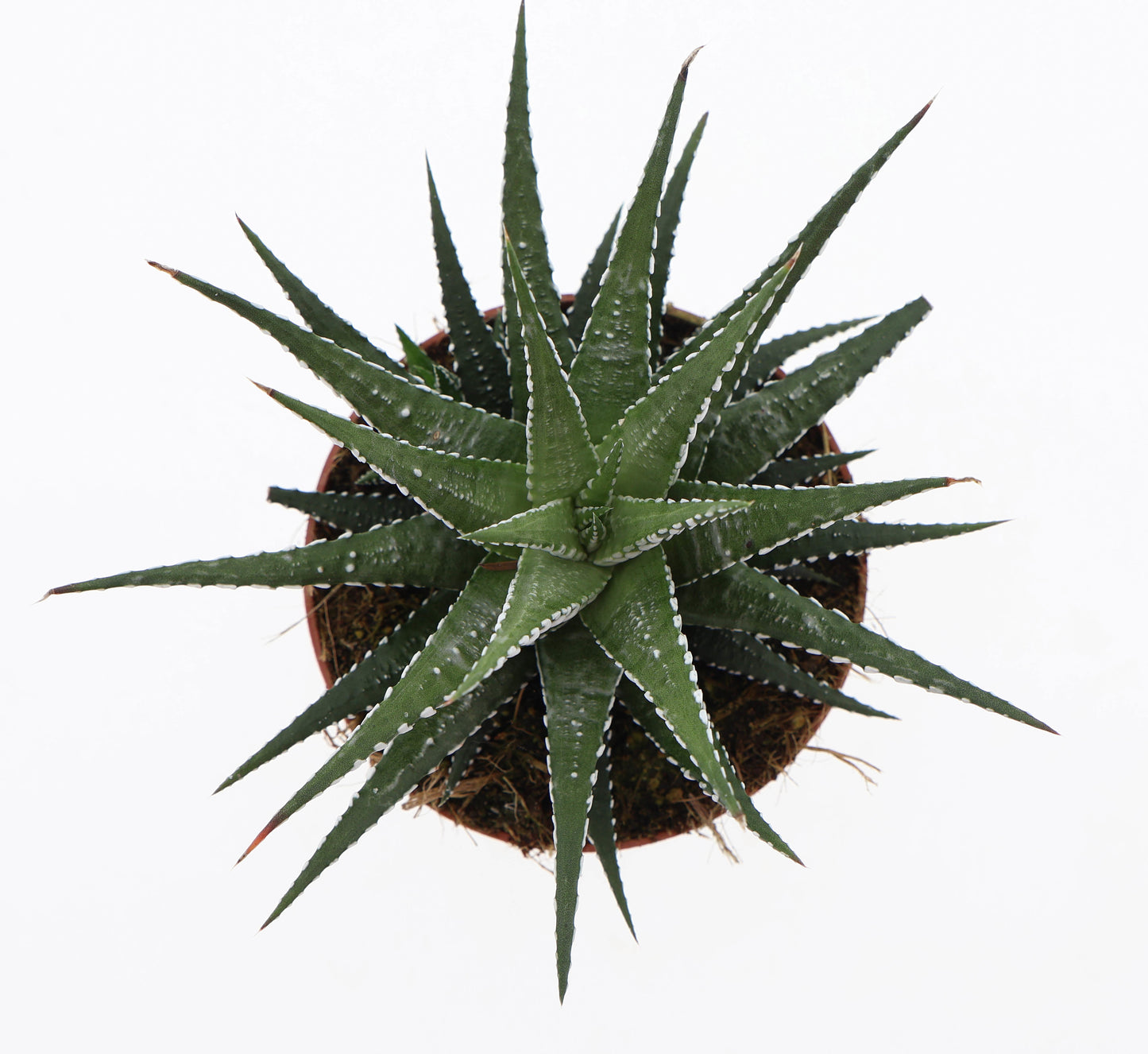 Haworthia Big Band 15cm 510cm Pot