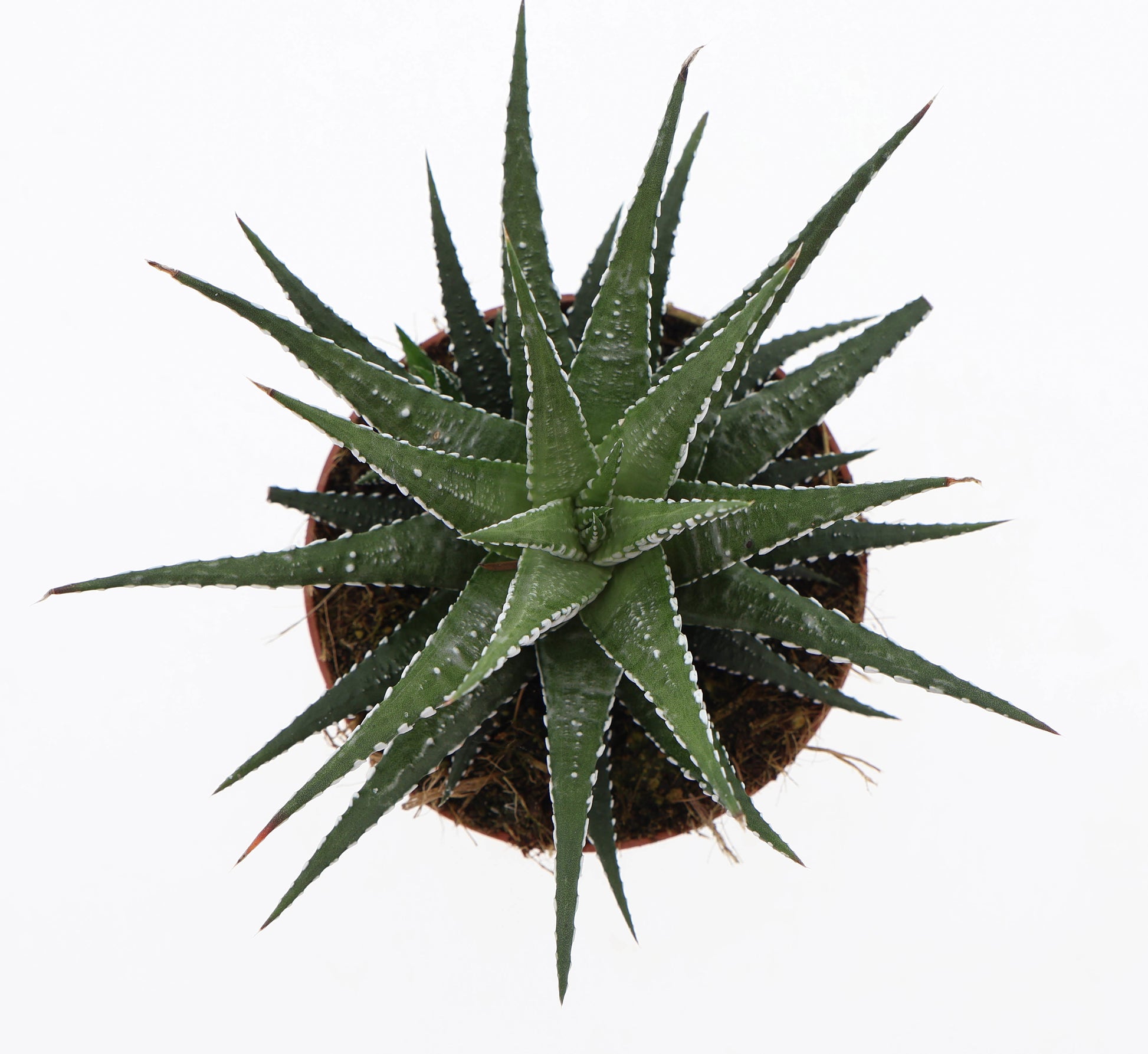 Haworthia Big Band 15cm 510cm Pot