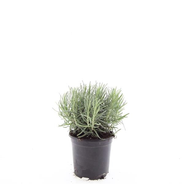 Lavandula Munstead 25cm 14cm Pot