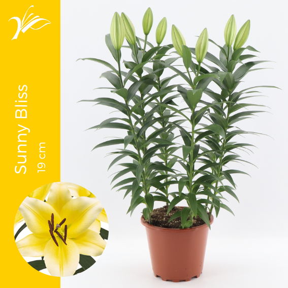 Lilium oriental mix 60cm 19cm Pot