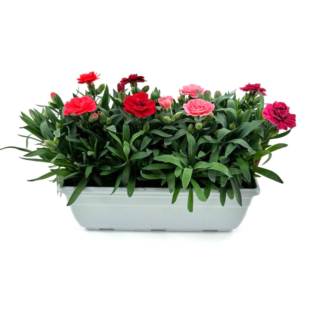 Dianthus Oscar 24cm 27cm Pot