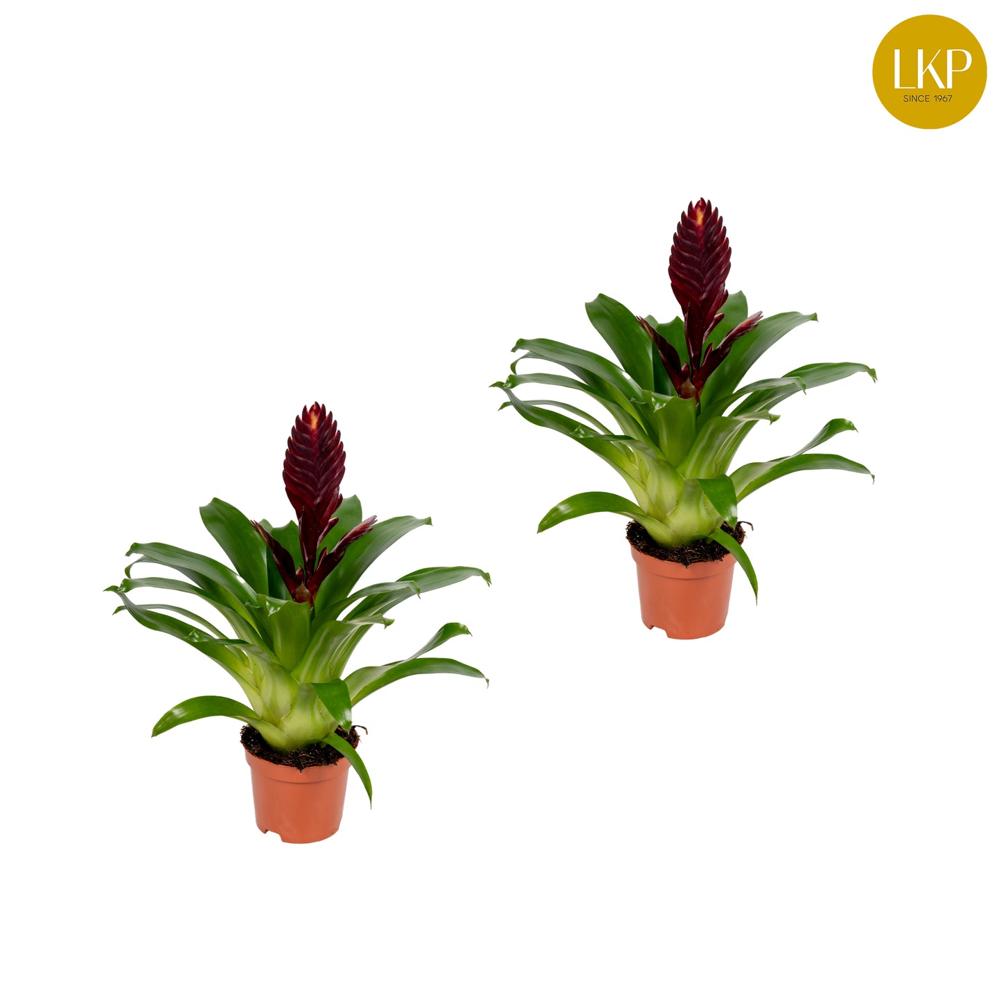 Vriesea Cathy 35cm 10.5cm Pot