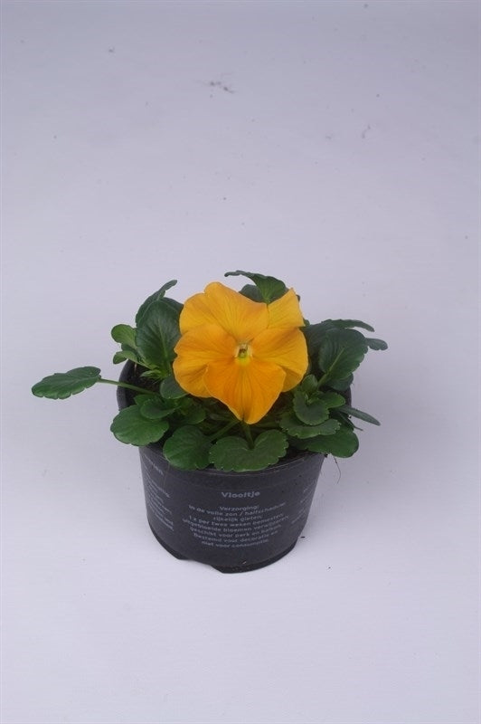 Batist BV, Kwekerij Viola Alpha orange Pack of 18