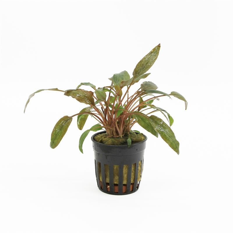 Cryptocoryne beckettii 10cm 5cm Pot
