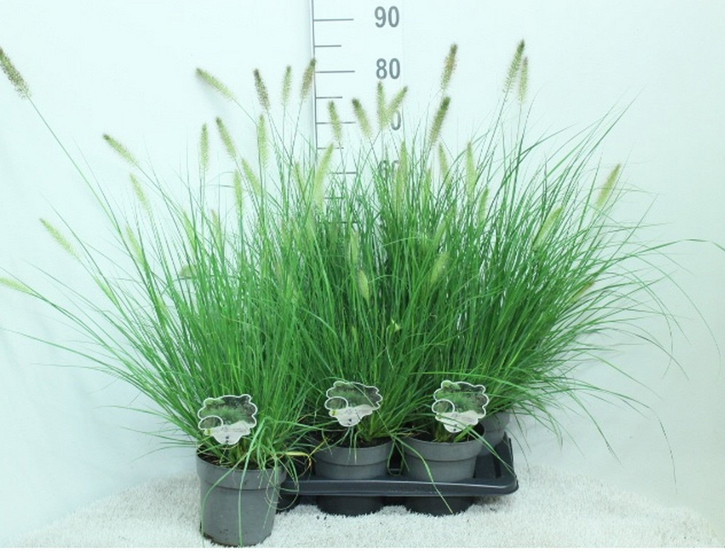 Pennisetum Hameln 80cm 17cm Pot