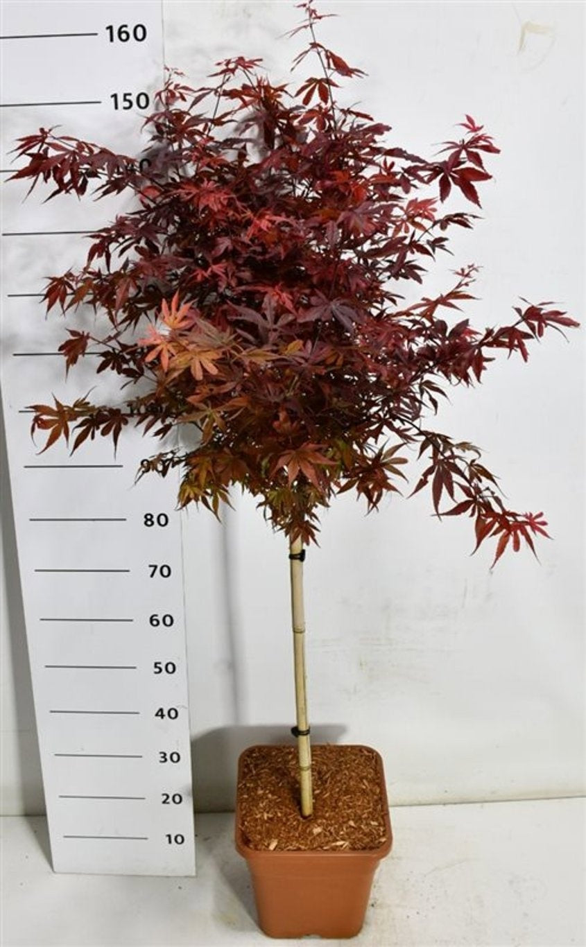 Acer Skeeters Broom 32cm 32cm Pot
