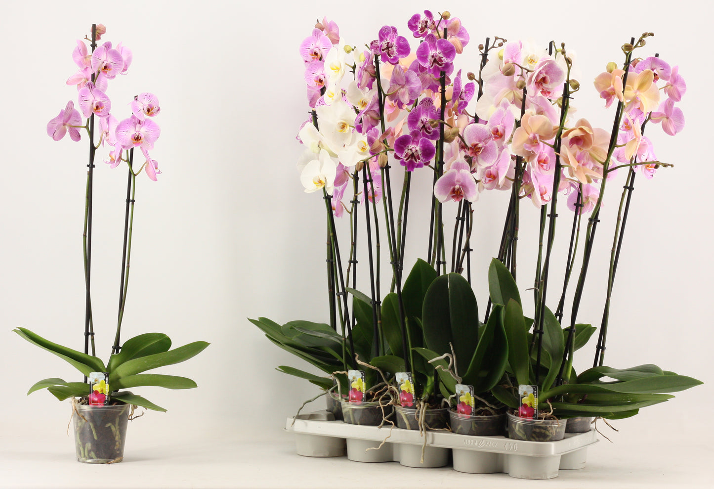 Phalaenopsis mix 80cm 12cm Pot