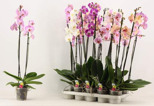 Phalaenopsis mix A2 80cm 12cm Pot