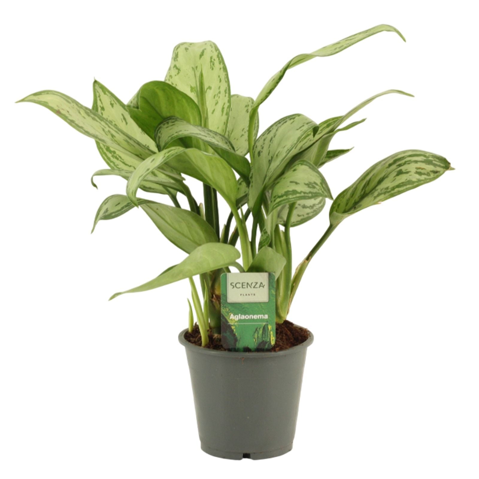 Aglaonema Maria Christina 35cm 12cm Pot