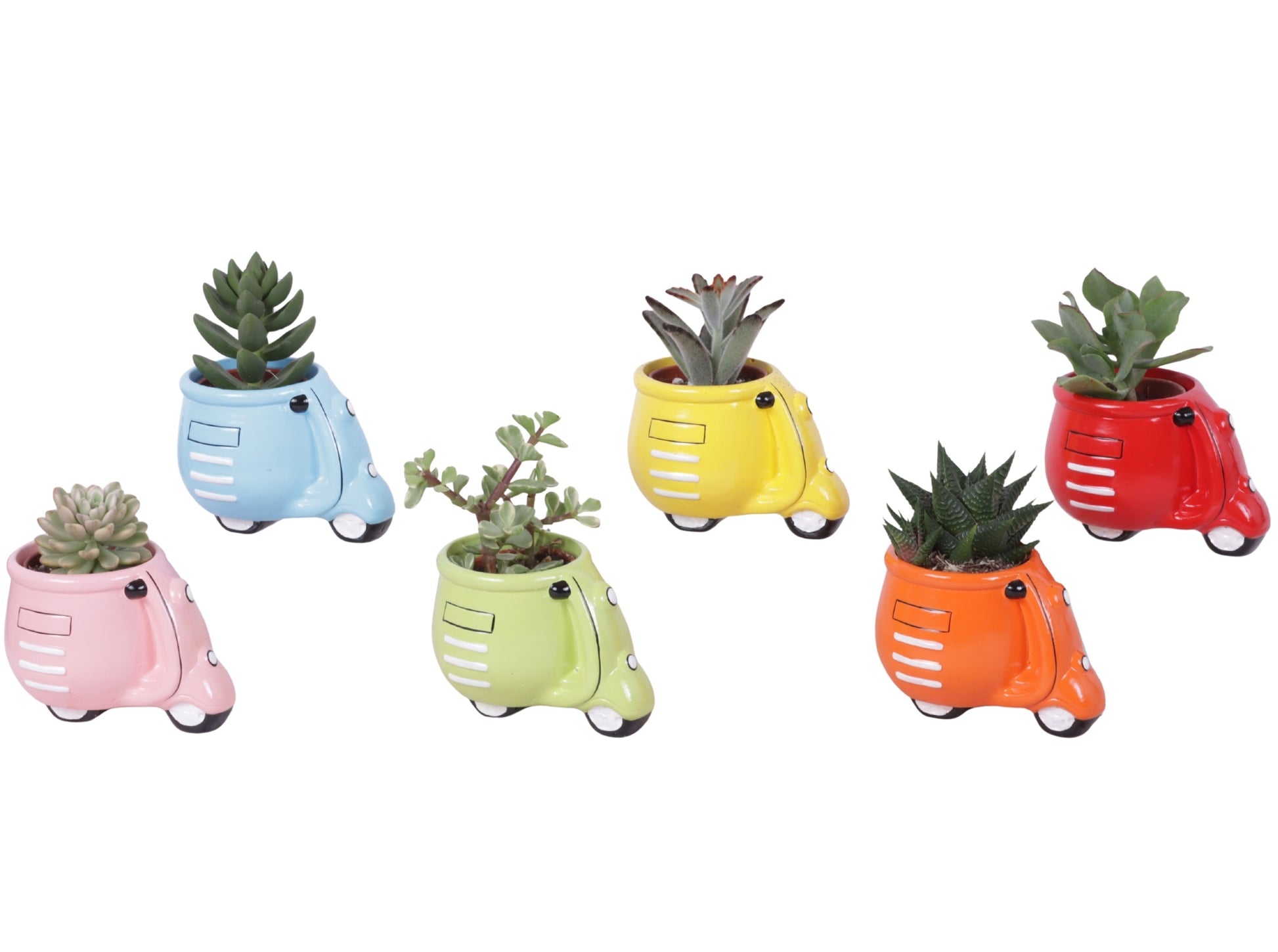 Succulent mix 15cm 11cm Pot