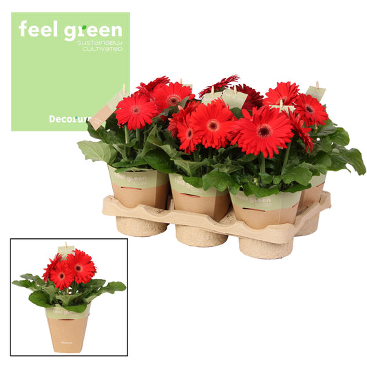 Gerbera Flori Line red 20cm 12cm Pot