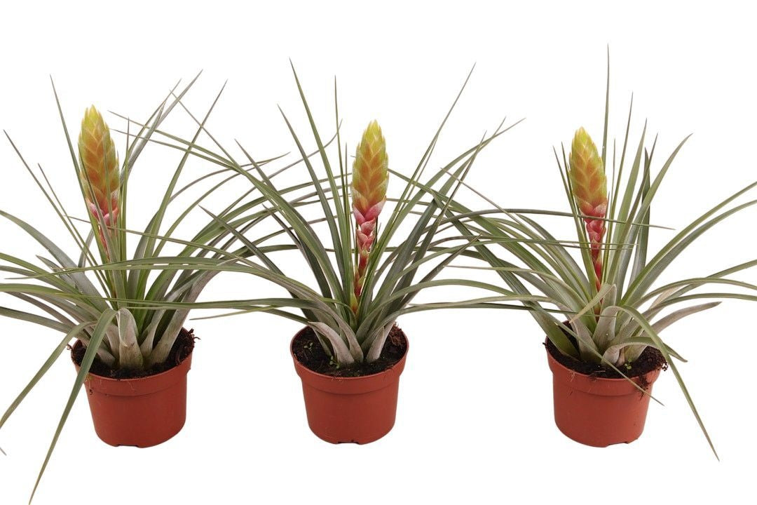 Tillandsia ionantha 40cm 12cm Pot