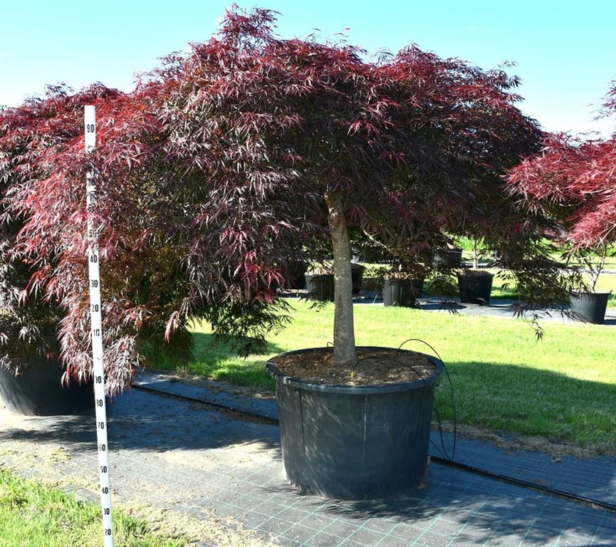 Acer Inaba-shidare 230cm 100cm Pot