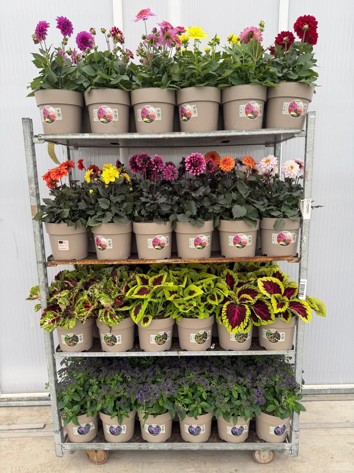 Perennials  mix 50cm 23cm Pot