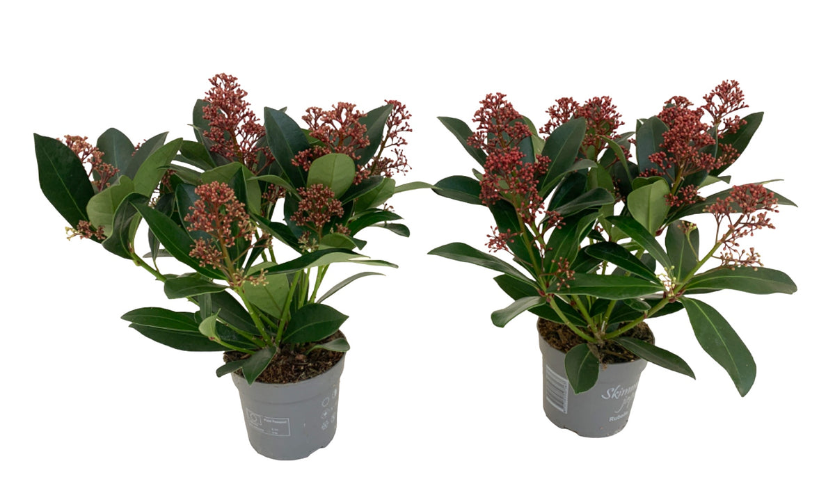 Skimmia Rubella 33cm 510cm Pot
