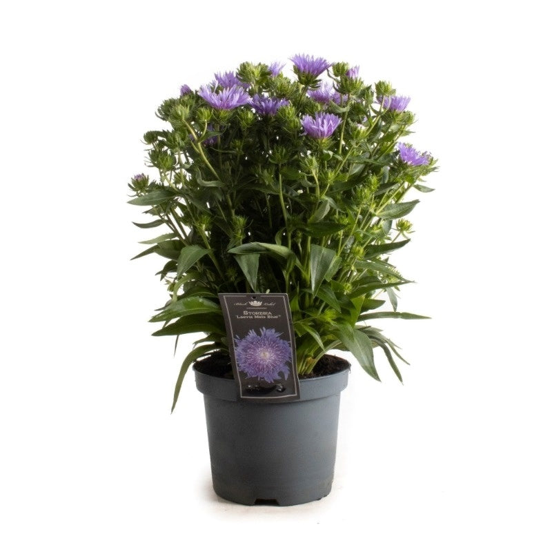 Stokesia lae. Mel's Blue 55cm 19cm Pot