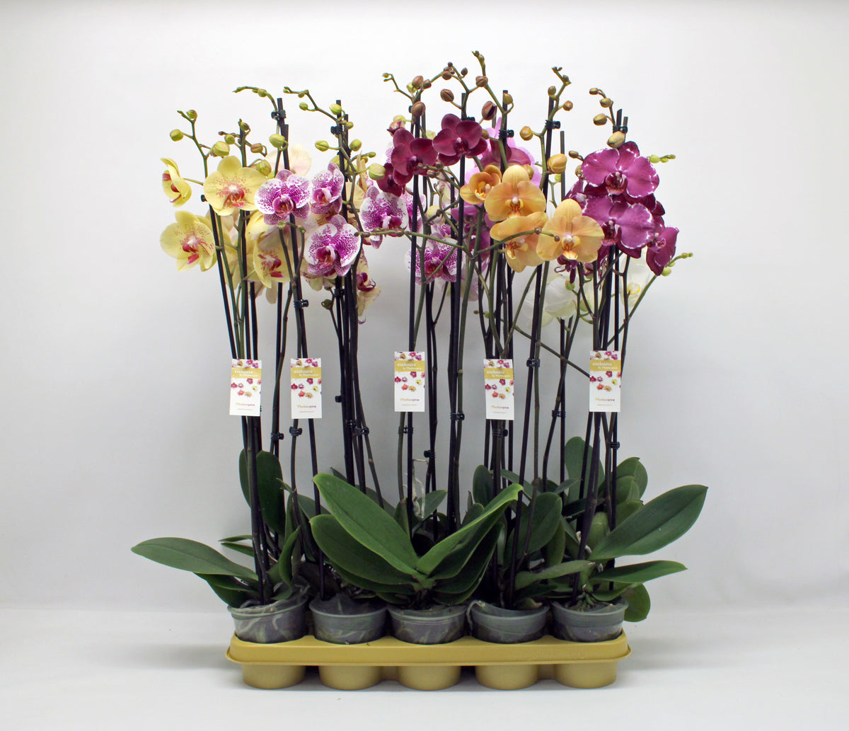Phalaenopsis mix 10 colors 75cm 12cm Pot