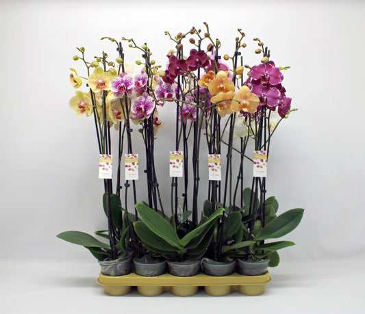 Phalaenopsis mix 10 colors 75cm 12cm Pot