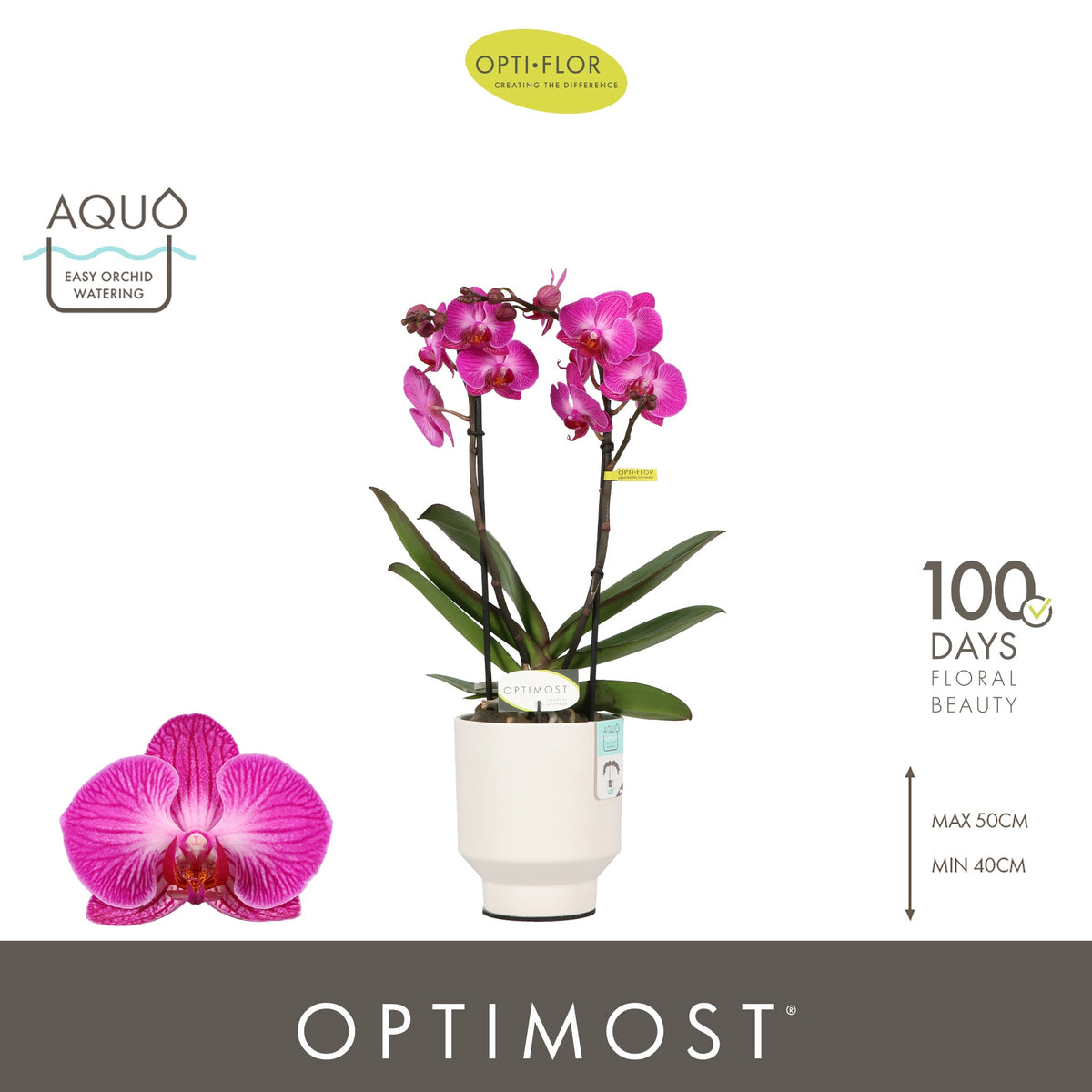Phalaenopsis Purple 45cm 12cm Pot