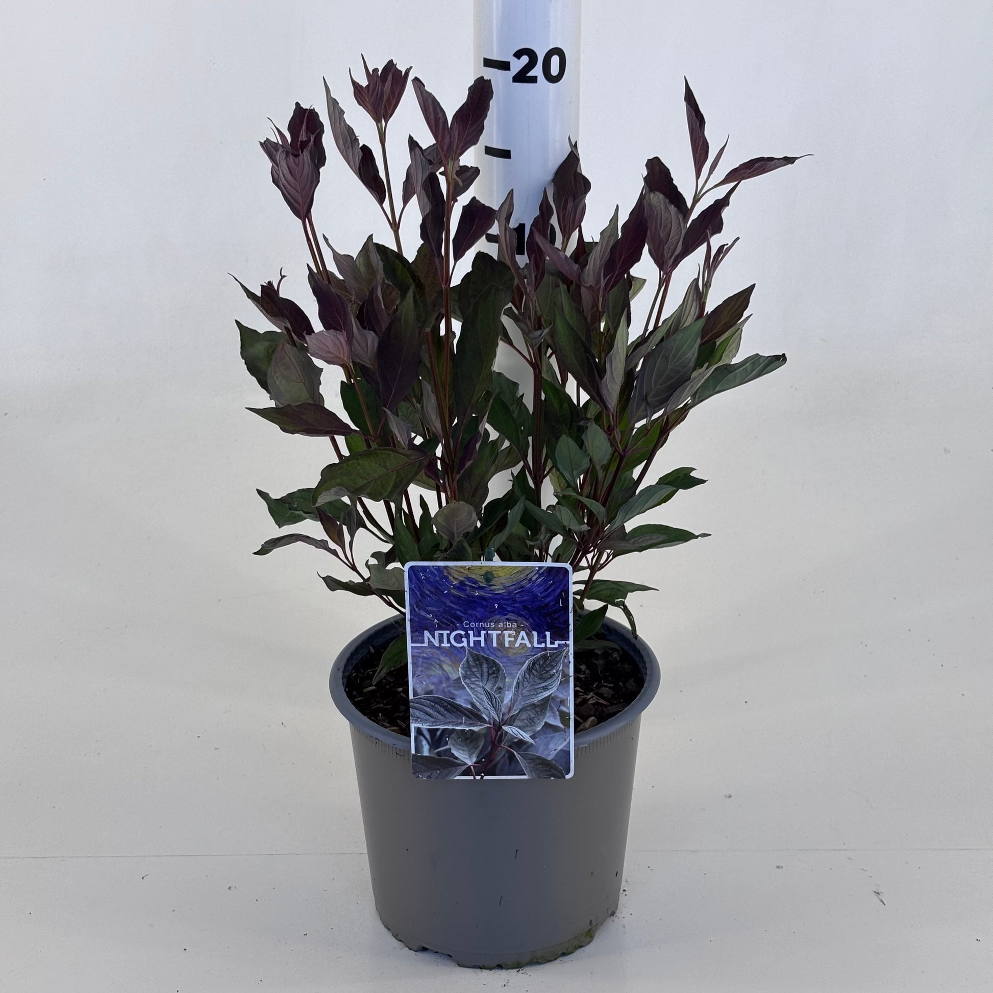 Cornus alba Nightfall 30cm 19cm Pot