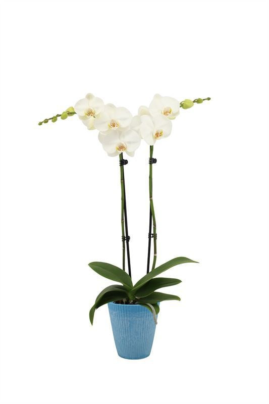Phalaenopsis white 55cm 12cm Pot