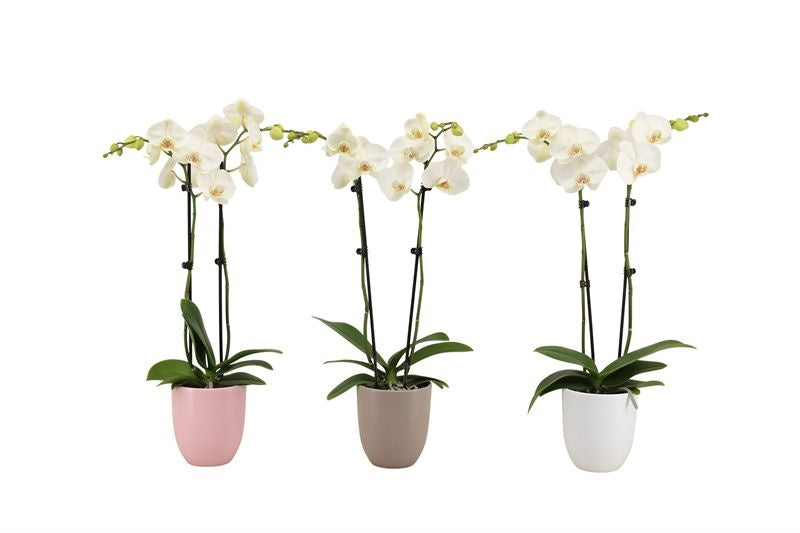 Phalaenopsis white 60cm 12cm Pot