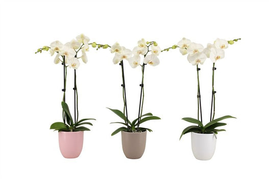 Phalaenopsis white 60cm 12cm Pot