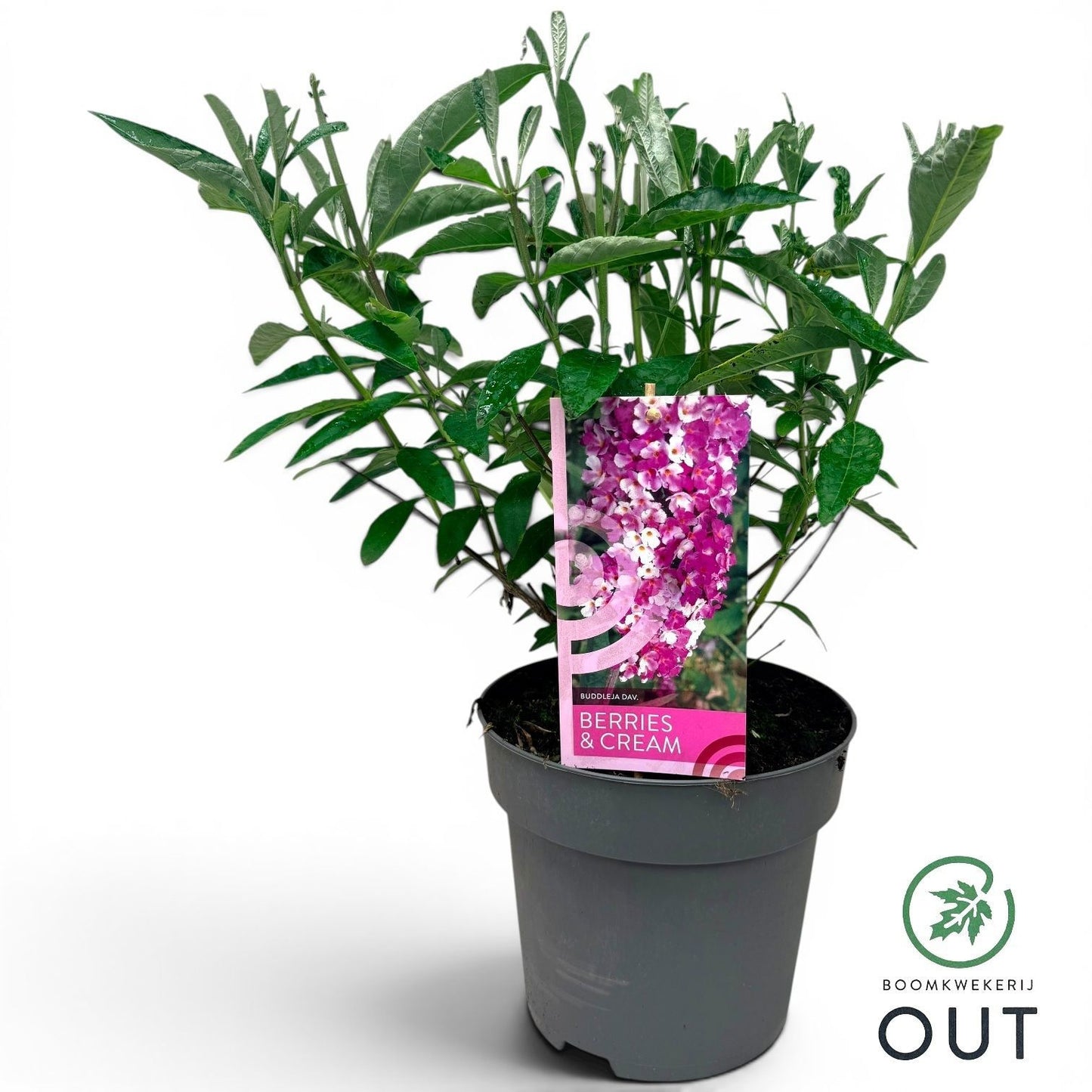 Buddleja davidii mix 80cm 24cm Pot