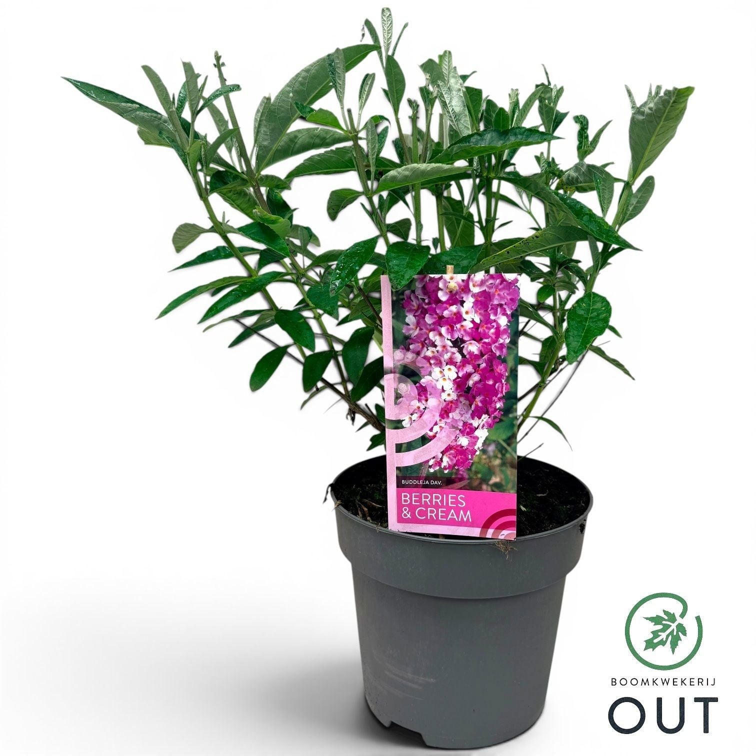 Buddleja davidii mix 80cm 24cm Pot