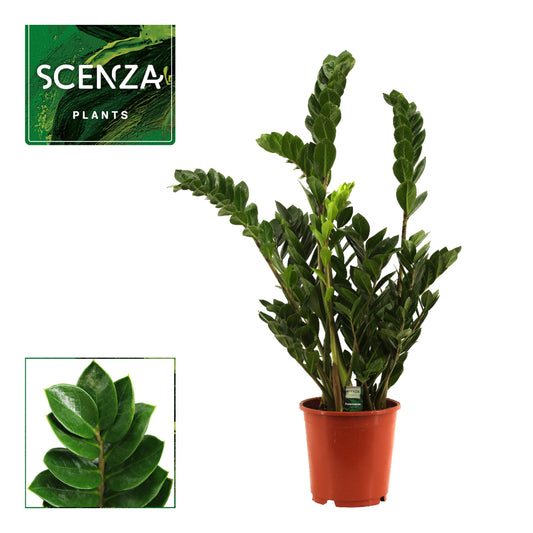 Zamioculcas zamiifolia 80cm 21cm Pot