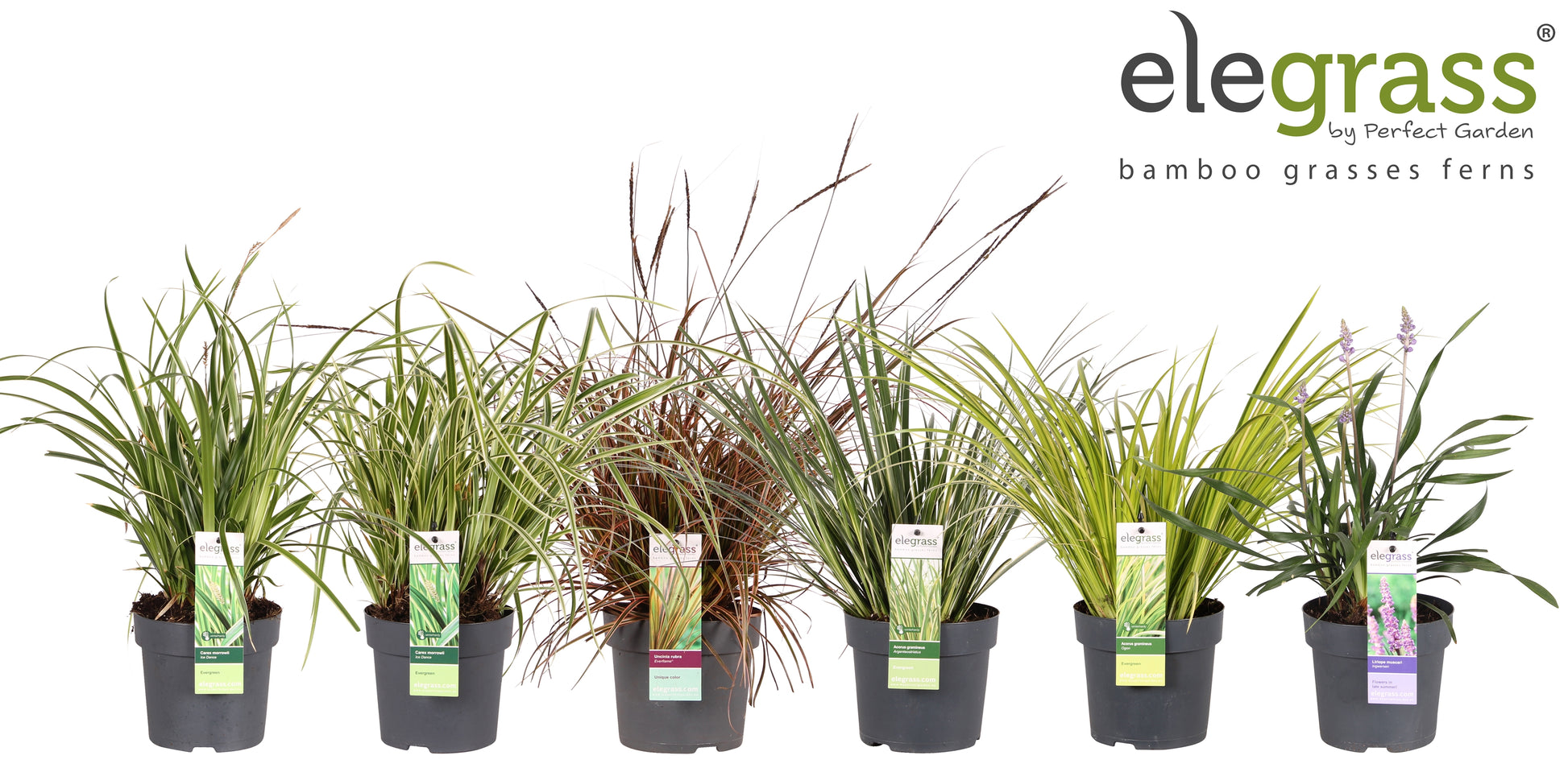 Miscanthus sinensis 35cm 14cm Pot