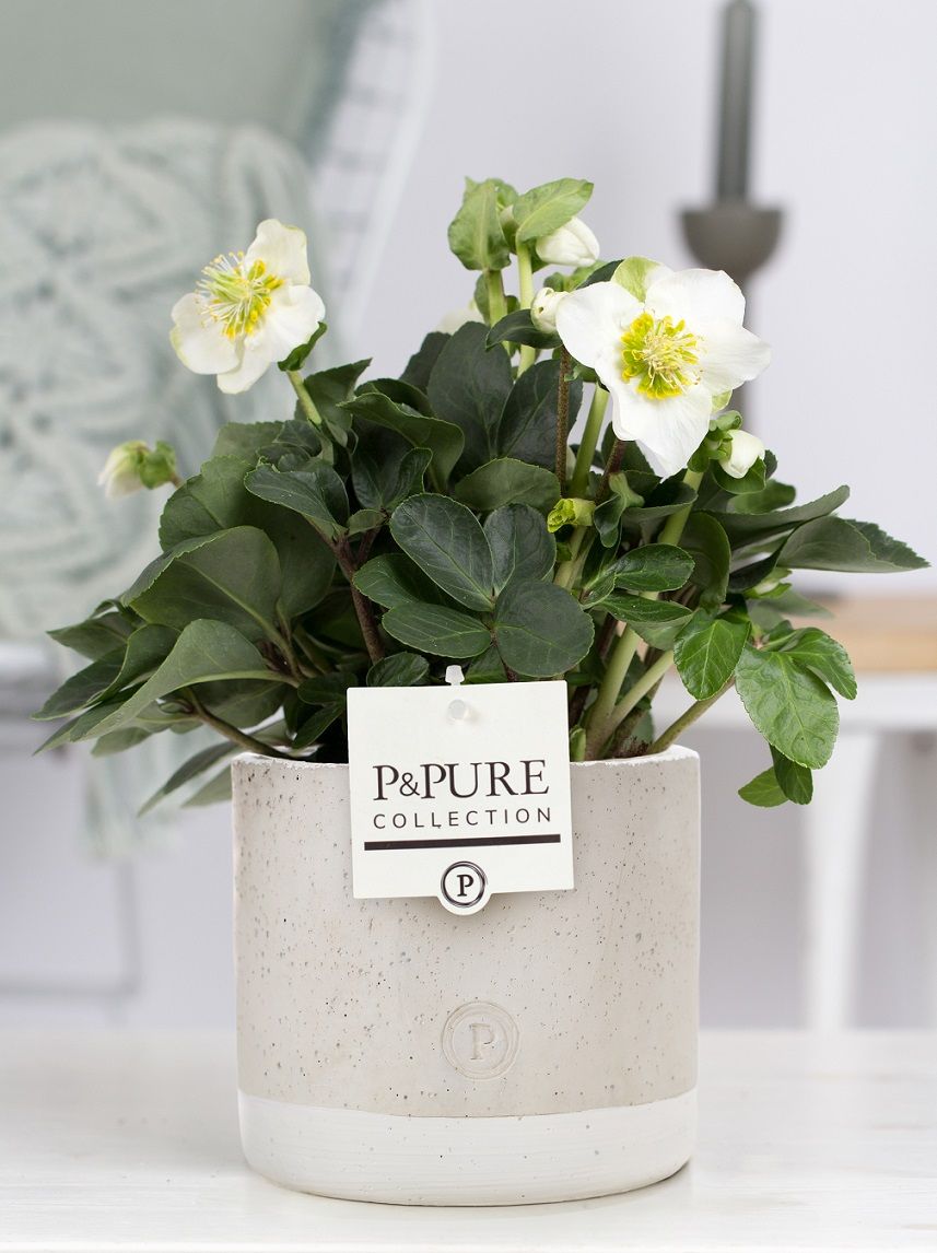 Helleborus niger Christmas Carol 30cm 12cm Pot