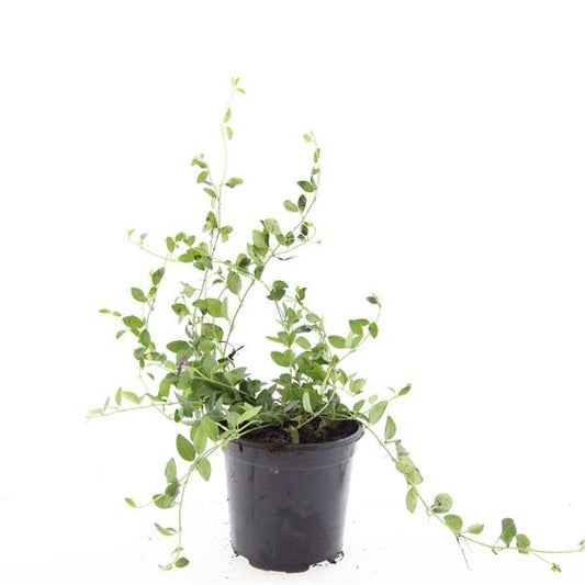 Vinca Atropurpurea 25cm 14cm Pot