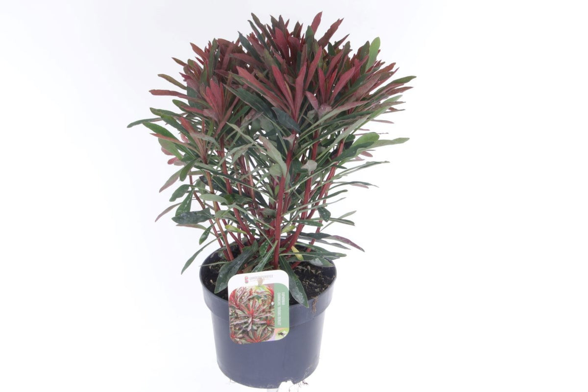 Euphorbia amy. Miner's Merlot 50cm 17cm Pot