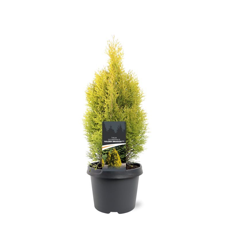 Bremmer Boomkwekerijen Thuja occidentalis Golden Smaragd Pack of 1