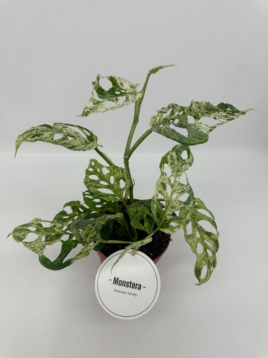 Monstera Frozen Freckles 25cm 12cm Pot