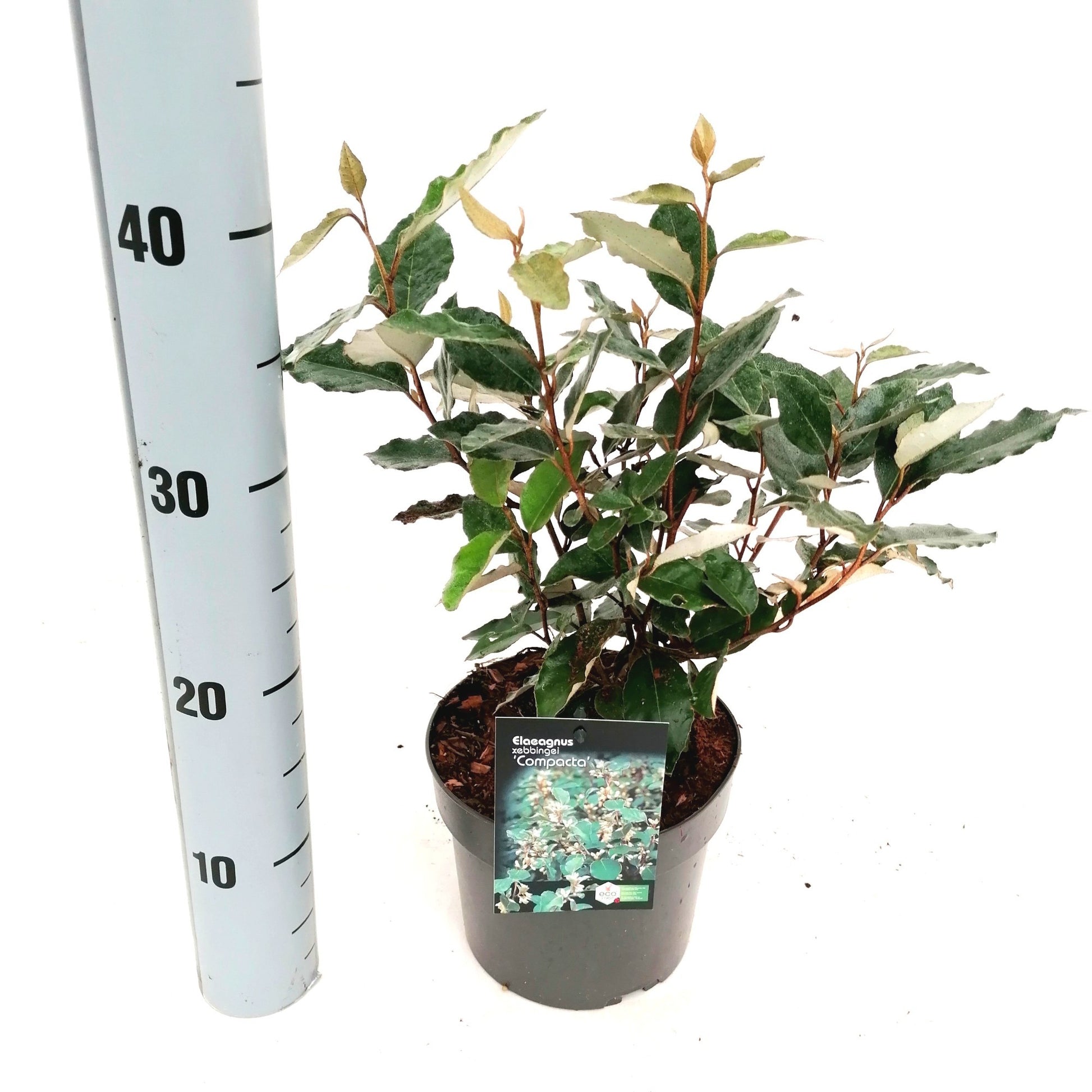 Snepvangers Tuinplanten Elaeagnus ebbingei Pack of 6