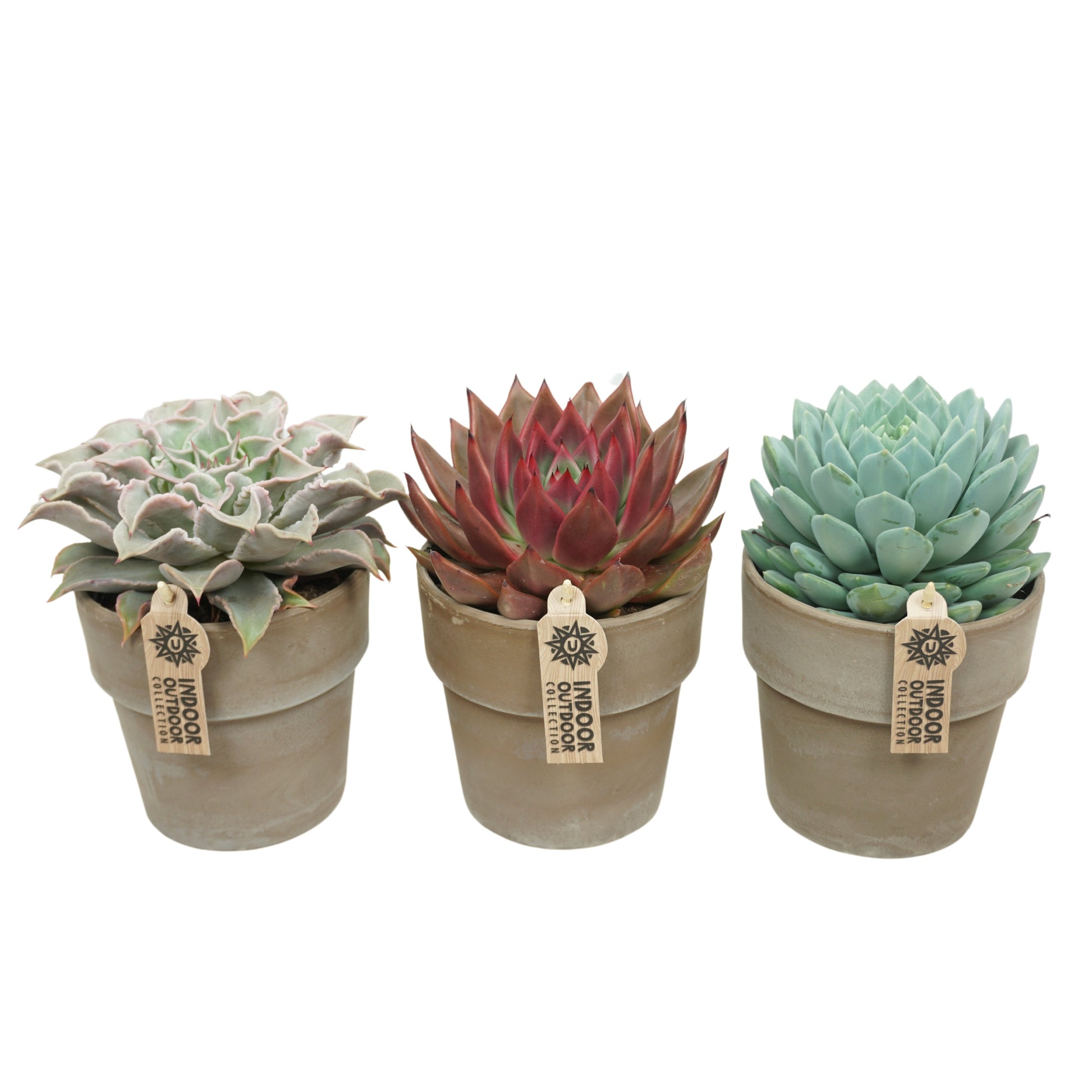 Echeveria mix 22cm 13cm Pot