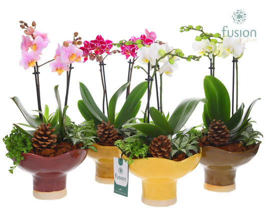 Keramiek schaal op voet Large met Phalaenopsis arrangement 43cm 19cm Pot