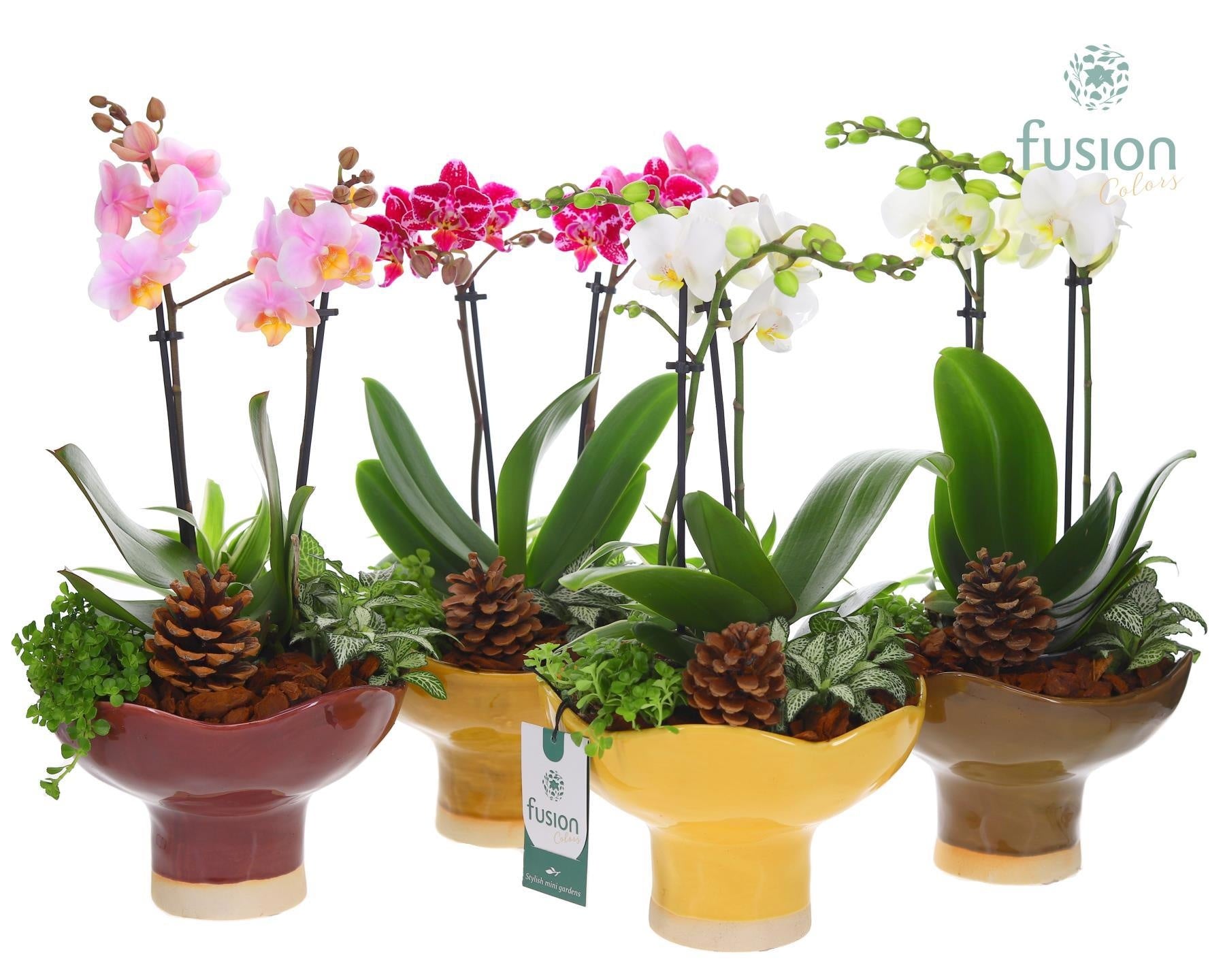 Keramiek schaal op voet Large met Phalaenopsis arrangement 43cm 19cm Pot
