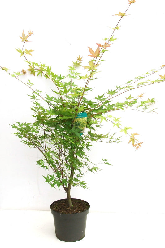 Acer Sangokaku 70cm 23cm Pot